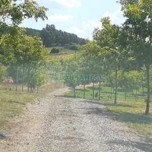Chácara com 20000m², no bairro Criuva em Caxias do Sul para Comprar