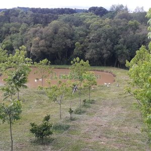 Chácara com 20000m², no bairro Criuva em Caxias do Sul para Comprar