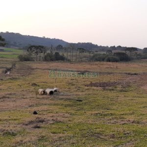 Chácara com 20000m², no bairro Criuva em Caxias do Sul para Comprar