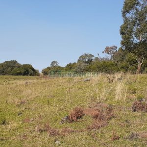 Chácara com 20000m², no bairro Criuva em Caxias do Sul para Comprar