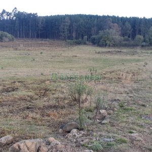 Chácara com 20000m², no bairro Criuva em Caxias do Sul para Comprar