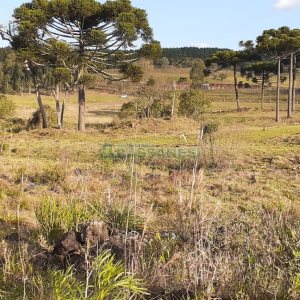 Chácara com 20000m², no bairro Criuva em Caxias do Sul para Comprar
