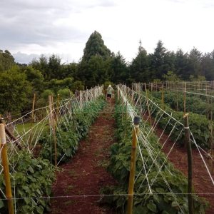 Chácara com 180m², 4 dormitórios, 2 vagas, no bairro Apanhador em Caxias do Sul para Comprar