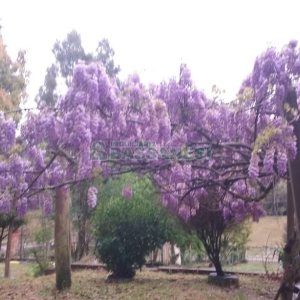 Chácara com 180m², 4 dormitórios, 2 vagas, no bairro Apanhador em Caxias do Sul para Comprar