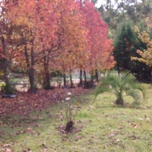 Chácara com 180m², 4 dormitórios, 2 vagas, no bairro Apanhador em Caxias do Sul para Comprar