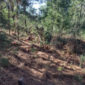 Terreno, no bairro Desvio Rizzo em Caxias do Sul para Comprar