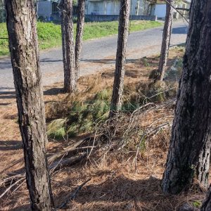 Terreno, no bairro Desvio Rizzo em Caxias do Sul para Comprar