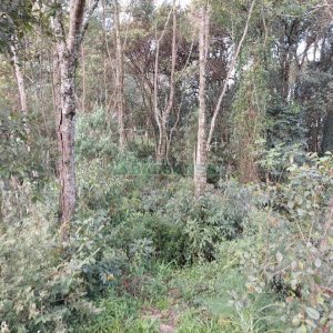 Terreno, no bairro São Cristóvão em Caxias do Sul para Comprar