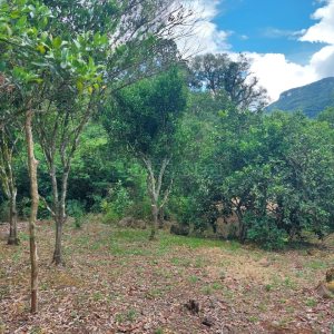 Chácara, 2 dormitórios, 1 vaga, no bairro Galópolis em Caxias do Sul para Comprar