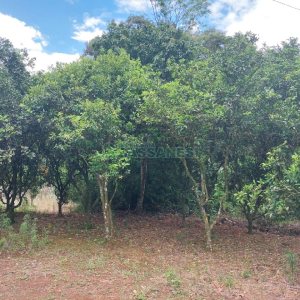 Chácara, 2 dormitórios, 1 vaga, no bairro Galópolis em Caxias do Sul para Comprar