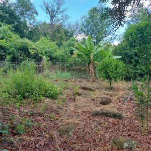 Chácara, 2 dormitórios, 1 vaga, no bairro Galópolis em Caxias do Sul para Comprar