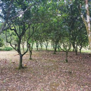 Chácara, 2 dormitórios, 1 vaga, no bairro Galópolis em Caxias do Sul para Comprar