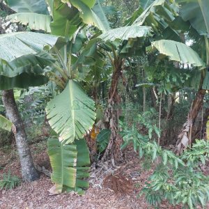 Chácara, 2 dormitórios, 1 vaga, no bairro Galópolis em Caxias do Sul para Comprar