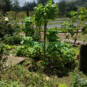 Casa com 115m², 3 dormitórios, 1 vaga, no bairro Desvio Rizzo em Caxias do Sul para Comprar