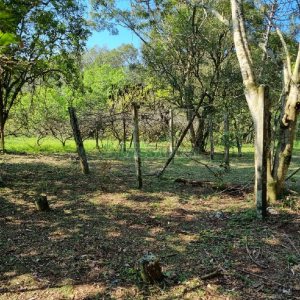 Chácara com 80m², no bairro Forqueta em Caxias do Sul para Comprar