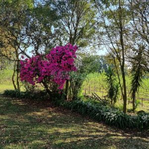 Chácara com 80m², no bairro Forqueta em Caxias do Sul para Comprar