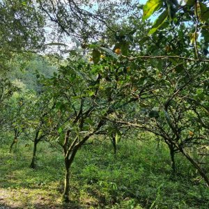 Chácara com 80m², no bairro Forqueta em Caxias do Sul para Comprar