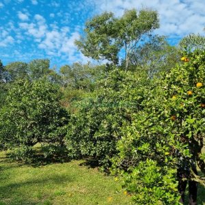 Chácara com 80m², no bairro Forqueta em Caxias do Sul para Comprar