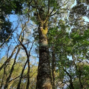 Chácara com 80m², no bairro Forqueta em Caxias do Sul para Comprar