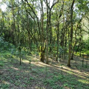 Chácara com 80m², no bairro Forqueta em Caxias do Sul para Comprar