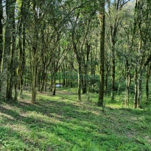 Chácara com 80m², no bairro Forqueta em Caxias do Sul para Comprar