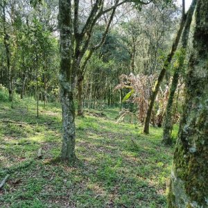 Chácara com 80m², no bairro Forqueta em Caxias do Sul para Comprar