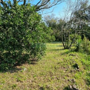 Chácara com 80m², no bairro Forqueta em Caxias do Sul para Comprar