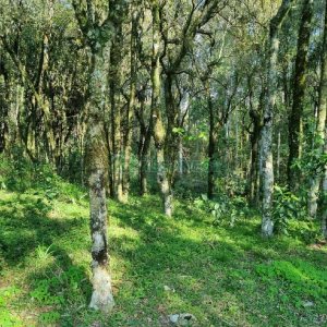 Chácara com 80m², no bairro Forqueta em Caxias do Sul para Comprar