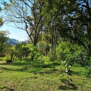 Chácara com 80m², no bairro Forqueta em Caxias do Sul para Comprar