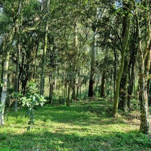 Chácara com 80m², no bairro Forqueta em Caxias do Sul para Comprar