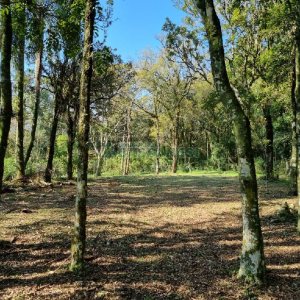 Chácara com 80m², no bairro Forqueta em Caxias do Sul para Comprar