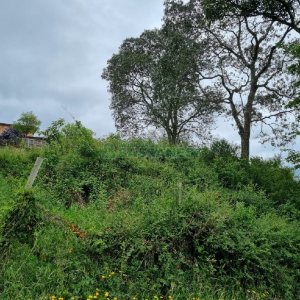Terreno, no bairro Brandalise em Caxias do Sul para Comprar