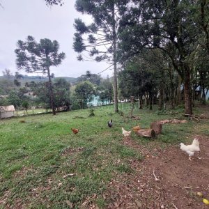 Casa com 152m², 3 dormitórios, 3 vagas, no bairro Kayser em Caxias do Sul para Alugar ou Comprar