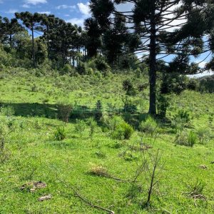 Chácara, no bairro Linha 40 em Caxias do Sul para Comprar