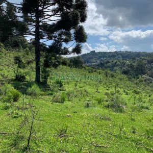 Chácara, no bairro Linha 40 em Caxias do Sul para Comprar