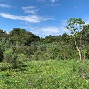 Chácara, no bairro Linha 40 em Caxias do Sul para Comprar