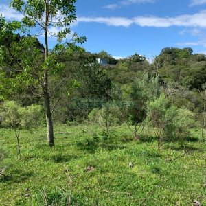 Chácara, no bairro Linha 40 em Caxias do Sul para Comprar