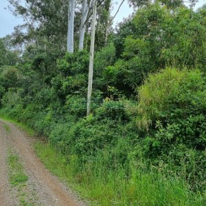 Chácara, no bairro São Caetano em Caxias do Sul para Comprar