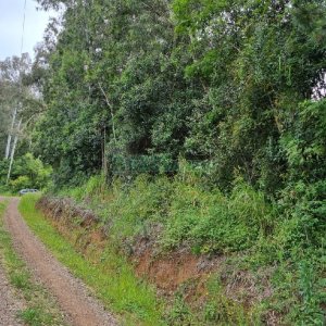Chácara, no bairro São Caetano em Caxias do Sul para Comprar