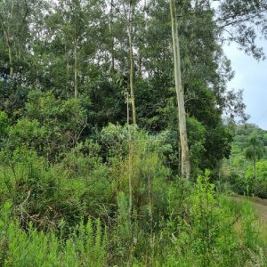 Chácara, no bairro São Caetano em Caxias do Sul para Comprar
