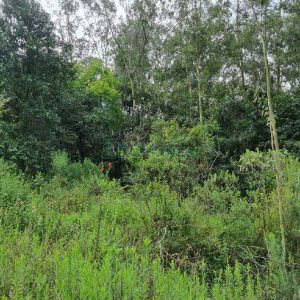 Chácara, no bairro São Caetano em Caxias do Sul para Comprar