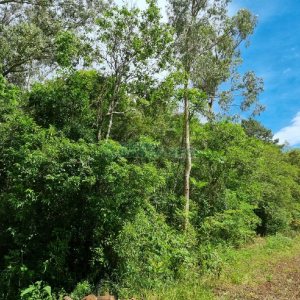 Chácara, no bairro São Caetano em Caxias do Sul para Comprar
