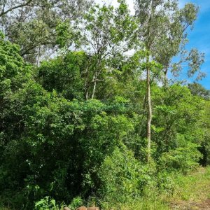 Chácara, no bairro São Caetano em Caxias do Sul para Comprar