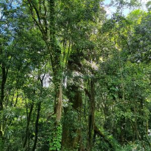 Chácara, no bairro São Caetano em Caxias do Sul para Comprar
