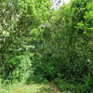 Chácara, no bairro São Caetano em Caxias do Sul para Comprar