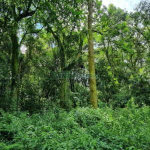 Chácara, no bairro São Caetano em Caxias do Sul para Comprar