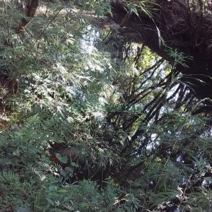 Chácara com 80m², 3 dormitórios, no bairro Pedras Brancas em São Marcos para Comprar