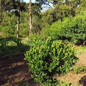 Chácara com 80m², 3 dormitórios, no bairro Pedras Brancas em São Marcos para Comprar