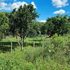 Chácara, no bairro Fazenda Souza em Caxias do Sul para Comprar