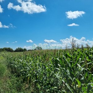 Chácara, no bairro Fazenda Souza em Caxias do Sul para Comprar